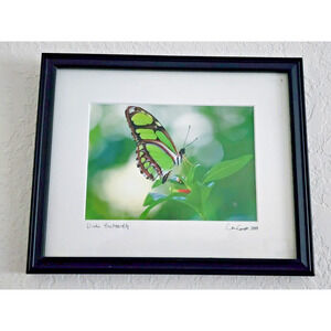 PICTURE-PHOTOGRAPY-Dido Butterfly-Framed & Matted-11"x8.5" Framed-Signed-2007